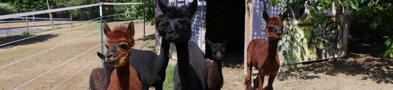 Alpakawanderung: Ein flauschiges Abenteuer mit Alpakas